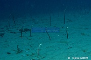 Heteroconger perissidon Heterecongre a tache blanche-Wakatobi Pasar wajo jetty-17m-20180602-Denis-ADER-DSC_3331_tn